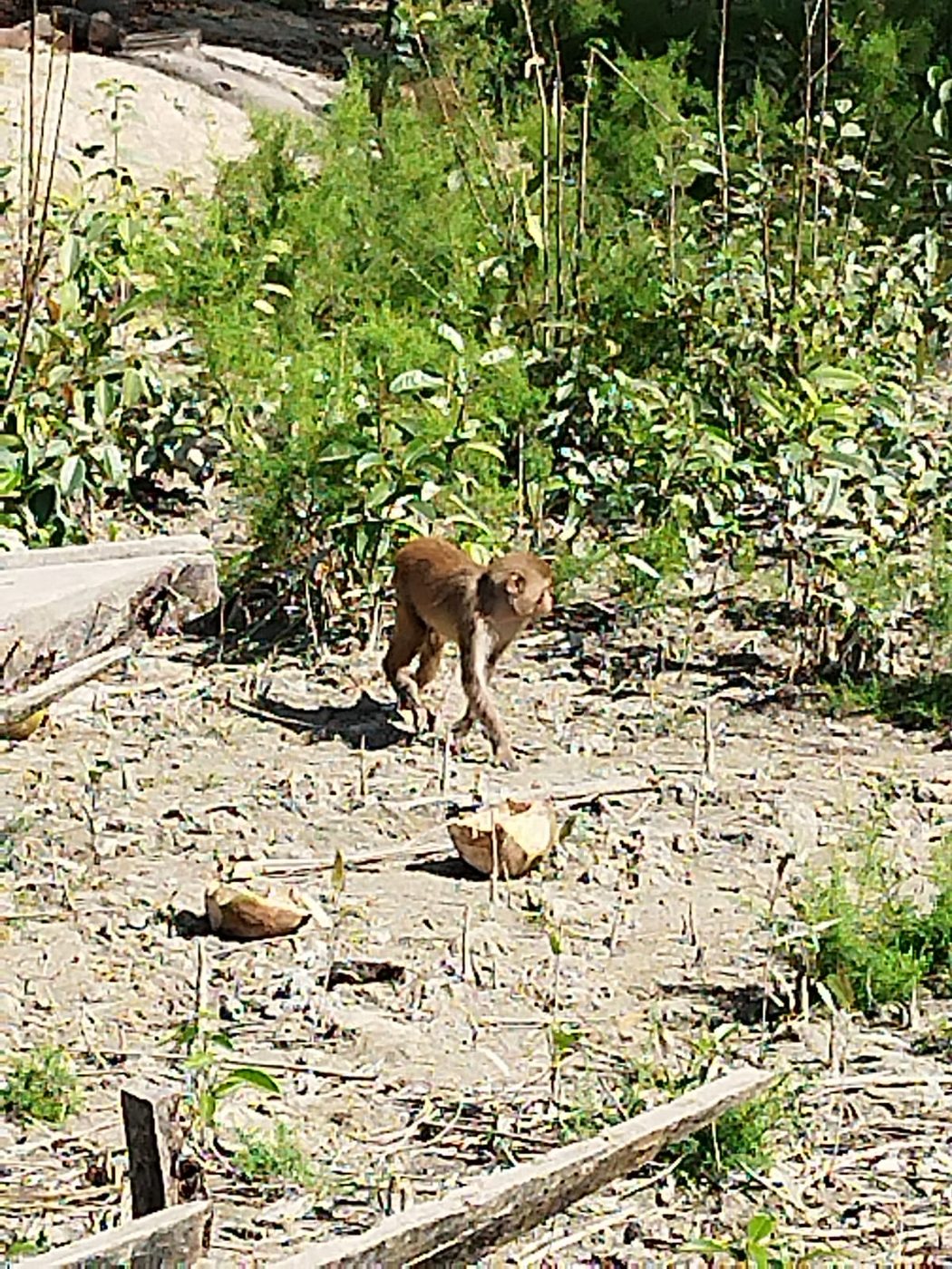 A rhesus macaque on the forest floor