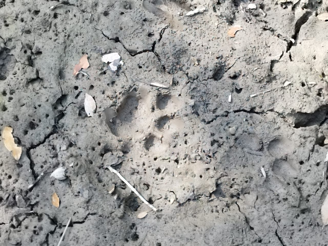 A paw print in the tidal mud