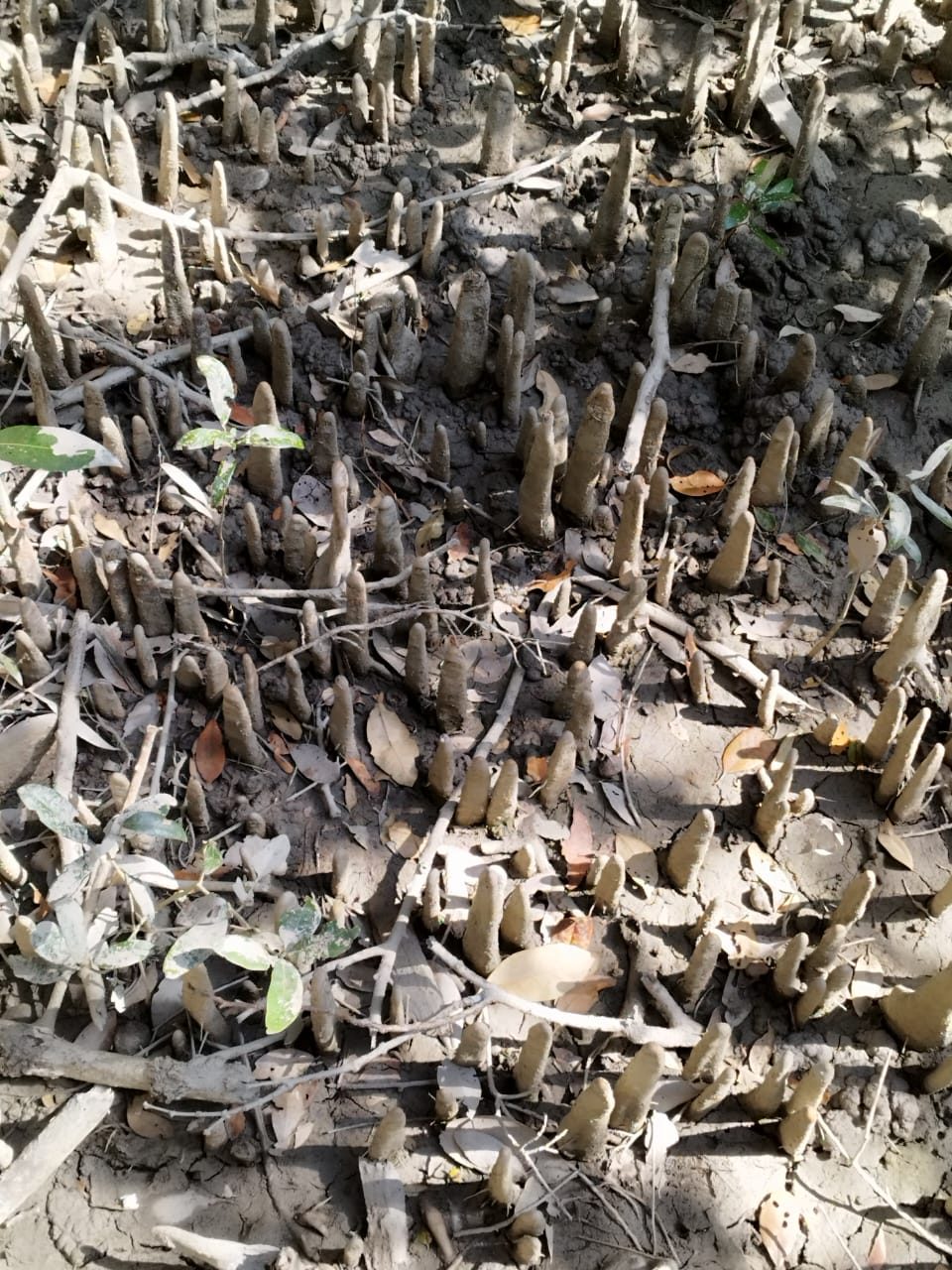 Pneumatophores, the breathing roots of mangroves