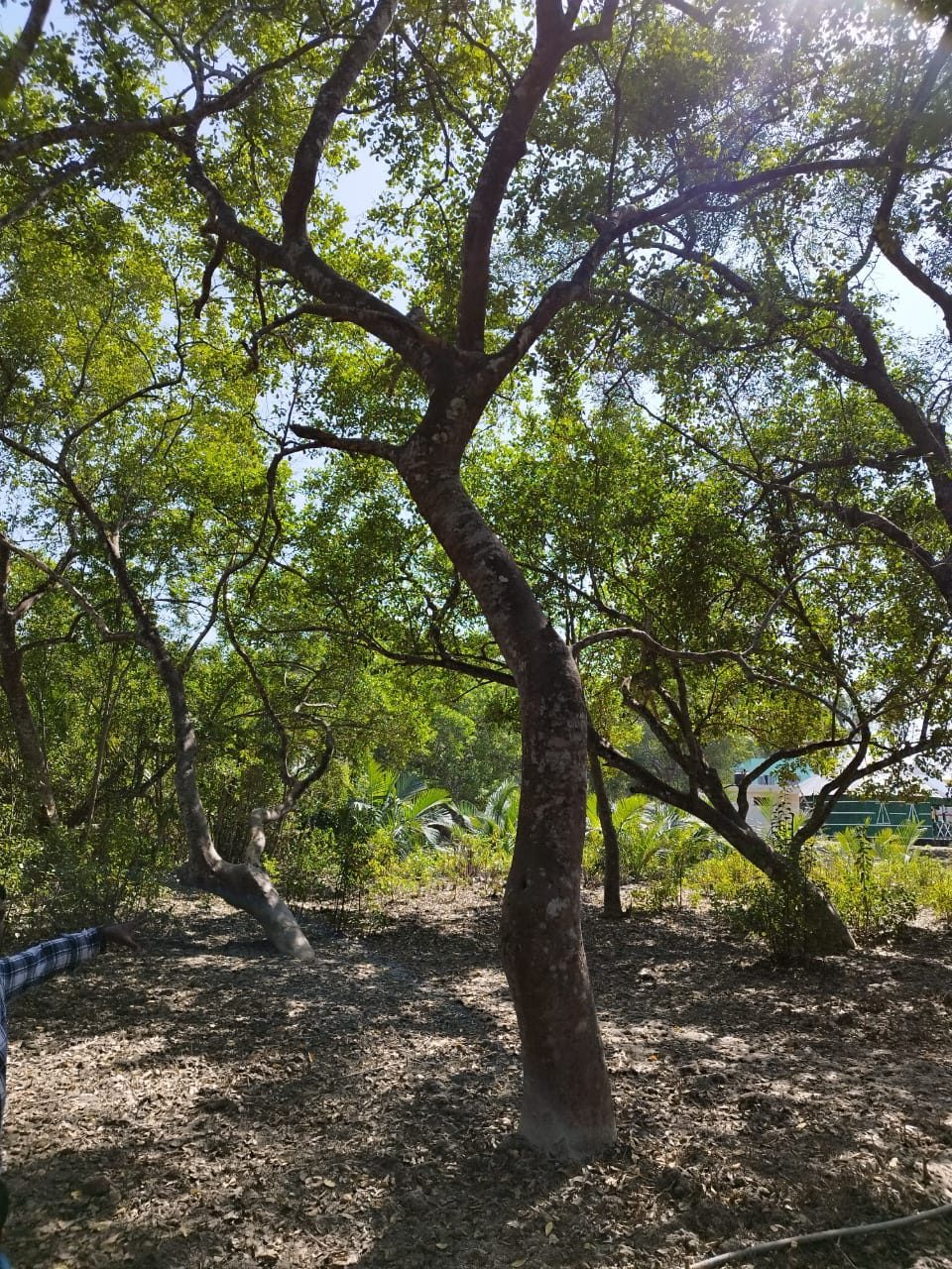 Mangrove trees at Harbaria