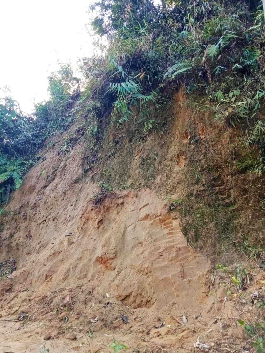 An exposed hillside showing the sandy soil profile